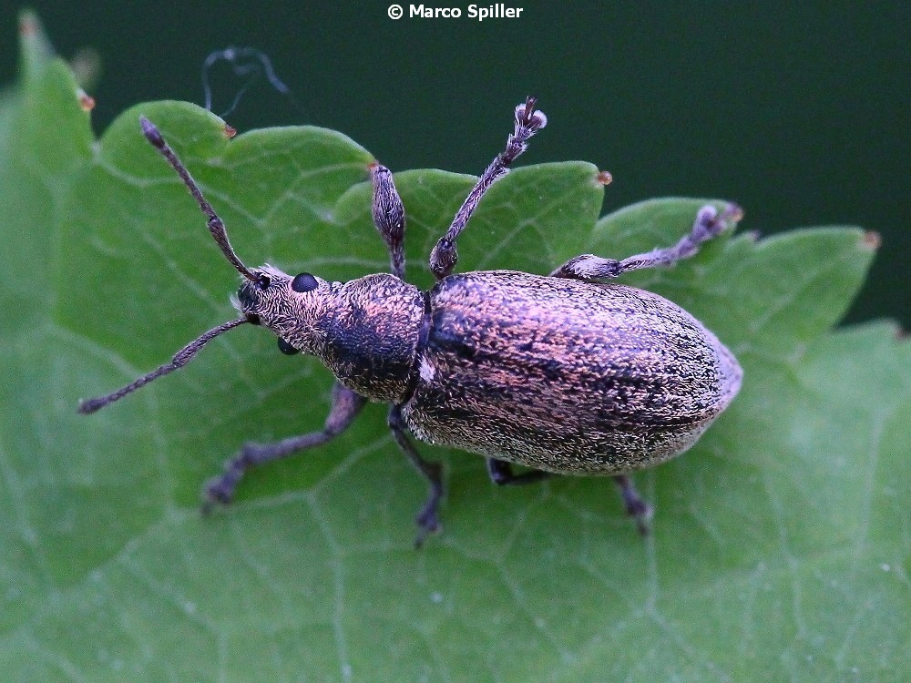 Curculionidae: Phyllobius pyri